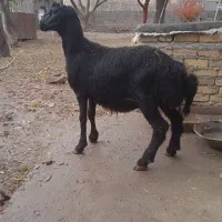 بره قوچ قره قزل|حیوانات مزرعه|قیدار, |دیوار