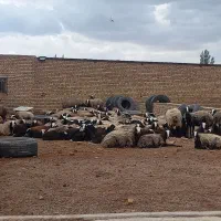 درجه یک ترین نژاد shal،طلای 24 عیار|حیوانات مزرعه|شیراز, احمدآباد|دیوار