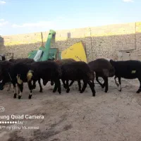 ۸عدد بره ماده