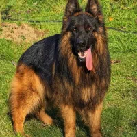 ژرمن شپرد شولاین کینگ