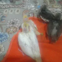 فروش جوجه عروس هلندی