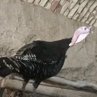 جفت بوقلمون محلی،طاوس