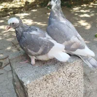 کبوتر لیلک الماسی خط دار|پرنده|شیراز, محمدیه|دیوار