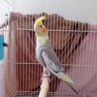 عروس هلندی نر|پرنده|گلبهار, شهر جدید گلبهار|دیوار
