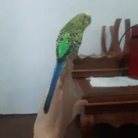 مرغ عشق|پرنده|مشکیندشت, |دیوار