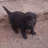 توله های سگ قدرجونی نروماده