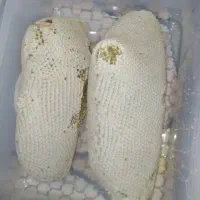 عسل کوهی وحشی تضمینی