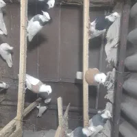 ۳۲ عدد طوقی|پرنده|اردبیل, |دیوار