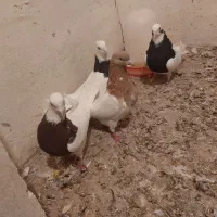 سلام کبوتر ها همش سالمند واکسن خورده|پرنده|ملکان, |دیوار