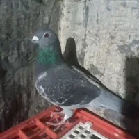 کبوترمسافتی