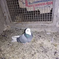 شازده سبز تهرونی پرش بالا|پرنده|برخوار, |دیوار