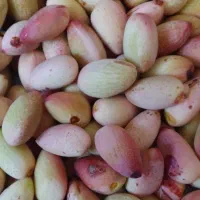 پسته تازه