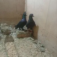 کبوتر سالم|پرنده|مینودشت, |دیوار