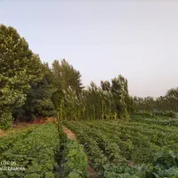 ۳هکتار زمین کشاورزی سنددار مناسب گلخانه|فروش زمین و ملک کلنگی|هشتگرد, هشتگرد قدیم|دیوار
