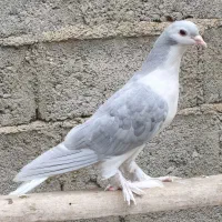 کبوتر