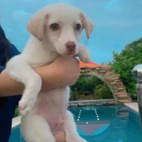 سگ نر سه ماهه نژاد اشپیتز