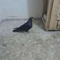 کبوتر