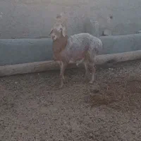 بره و شیشک|حیوانات مزرعه|نیمبلوک, |دیوار