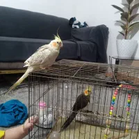 عروس هلندی|پرنده|رشت, جماران|دیوار