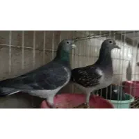 کی کفتر اردن خالص|پرنده|هامون, |دیوار