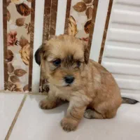 توله سگ|سگ|بروجرد, |دیوار