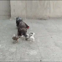 مرغ خروس کوشین با جوجه . اصل .
