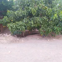 اجاره باغ گردو