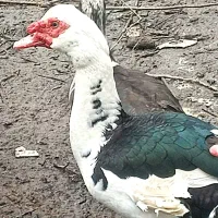 اردک نر بالای چهار کیلو