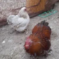 یک جفت مرغ و خروس کوشین|حیوانات مزرعه|تربت جام, امام|دیوار