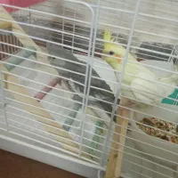 عروس هلندی|پرنده|ساوه, |دیوار