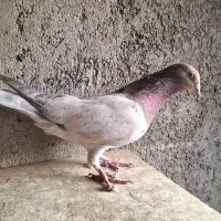 کبوتر سرور دورگ رنگی