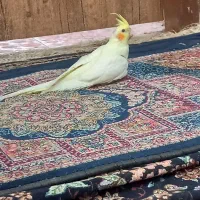 جوجه عروس دون‌خور