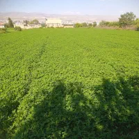 پرس شبدر رو دوم