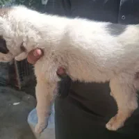 توله سگ آلابای