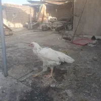 مرغ وخروس برهما|حیوانات مزرعه|تهران, بهارستان|دیوار