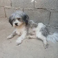 واگـذاری جفت سگ پشمالو