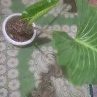 گل زیبا|گل و گیاه طبیعی|تالش, هشتپر|دیوار