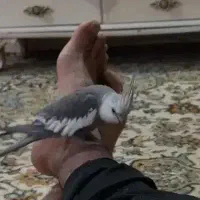 یک جفت عروس هلندی نر وات فیس|پرنده|الیگودرز, |دیوار