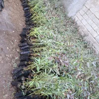 نهال اکالیپتوس