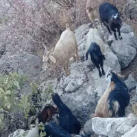 بزوبزغاله|حیوانات مزرعه|سروآباد, |دیوار