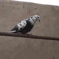 کبوتر یا کفتر|پرنده|قم, تولید دارو و یخچال|دیوار