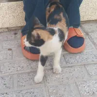 گربه گمشده|گربه|تربت جام, فاز ۱ فرهنگیان|دیوار