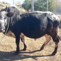 گاو کل محلی