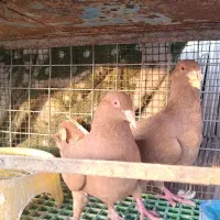 چند عددکبوتر یا کفتر رنگی