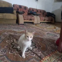 یک گربه اهلی تربیت شده ودوجفت کبوتر