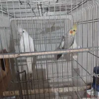 عروس هلندی|پرنده|فین, |دیوار