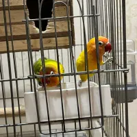 یک جفت طوطی برزیلی فیشر بالغ|پرنده|شهریار, شهریار|دیوار