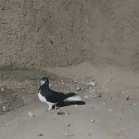 چپ سیاه|پرنده|شیراز, شهرک گلها|دیوار