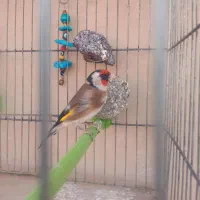 سیره|پرنده|خمینیشهر, |دیوار