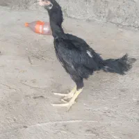 جوجه لاره ۳ ماهه